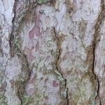 Pinus nigra Bark