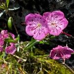 Kalmia polifolia 花