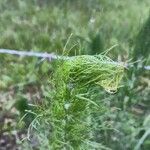 Eupatorium capillifolium 葉