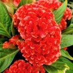 Celosia argentea Kvet