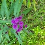 Vernonia noveboracensisFlower