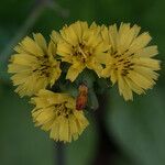 Youngia japonica Flower