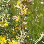 Chamaecytisus austriacus Flower