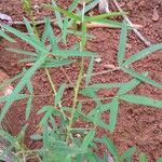 Crotalaria lanceolata برگ