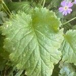 Primula malacoides Leaf