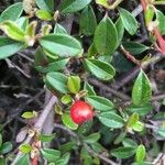 Cotoneaster integrifolius Vrucht