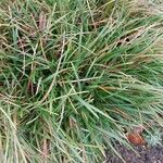 Sesleria caerulea Blad