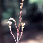 Euphrasia micrantha 花