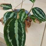 Calathea roseopicta Hoja
