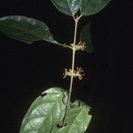 Siparuna cuspidata Leaf