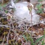 Clypeola jonthlaspi Costuma