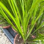 Lomandra longifolia Hoja
