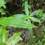 Habenaria praealta Leaf