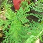 Artemisia annua पत्ता