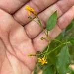 Chrysojasminum odoratissimum Blüte