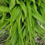 Coreopsis lanceolata 葉