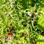 Leonurus quinquelobatus Flor