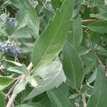 Caryopteris × clandonensis Yaprak