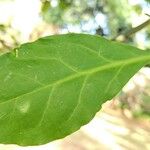 Pereskia bleo Folla