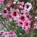 Leptospermum scoparium Blüte