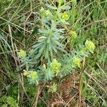 Euphorbia portlandica Blad