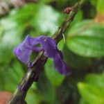 Stachytarpheta urticifolia Flower