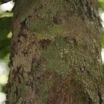 Xylopia pulcherrima Corteza