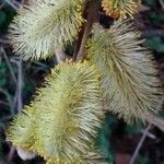 Salix caprea പുഷ്പം