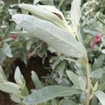 Atriplex cinereaLeaf