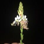 Oenothera suffrutescens Flor