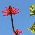 Erythrina speciosa Inny