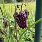 Fritillaria meleagris Flor