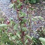 Cotoneaster multiflorus Leaf