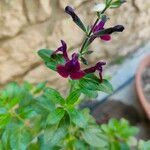 Salvia microphyllaFlor