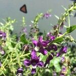 Angelonia biflora Květ