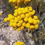 Helichrysum italicum പുഷ്പം