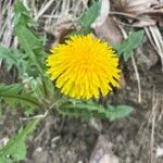 Taraxacum obliquilobum Квітка