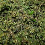 Cotoneaster microphyllus অভ্যাস