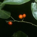 Maytenus oblongata Fruit