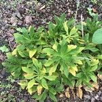 Silene tamaranae Leaf