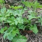 Malva sylvestrisBlad