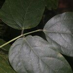 Mucuna mutisiana List