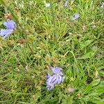 Cichorium intybusFlor