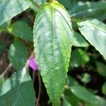 Impatiens baronii Lapas