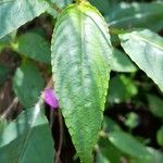 Impatiens baronii ഇല