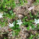 Sibbaldia tridentata Květ
