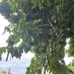 Intsia bijuga 葉