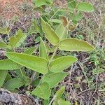 Combretum molle Leaf