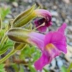 Erythranthe lewisii Flower