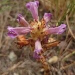 Phelipanche arenaria Blomst